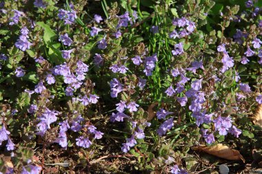 zemin-sarmaşık yabani bitki lila çiçekleri