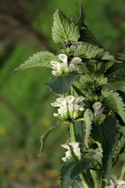 Hierba Ortiga Muerta Con Flores Blancas Sanas — Foto de Stock