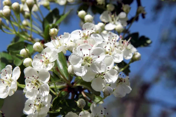 Белые Цветы Crataegus Laevigata Деревьев Вблизи — стоковое фото