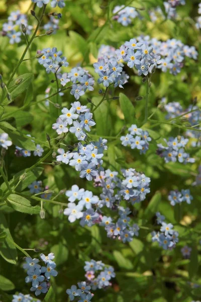Modré Květiny Zapomínají Rostlinu Louce — Stock fotografie