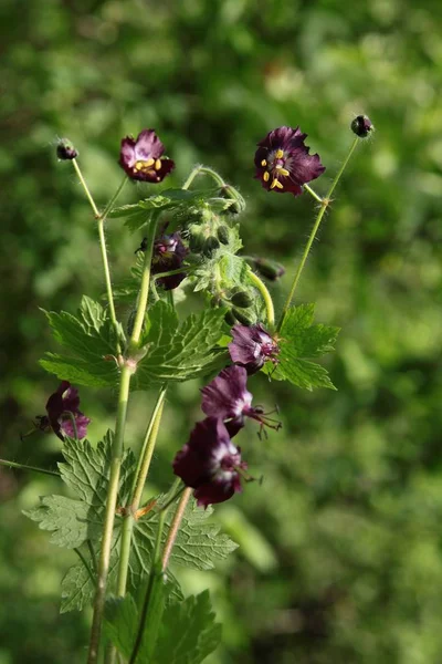 Fleurs Pourpres Géranium Plantes Sauvages — Photo