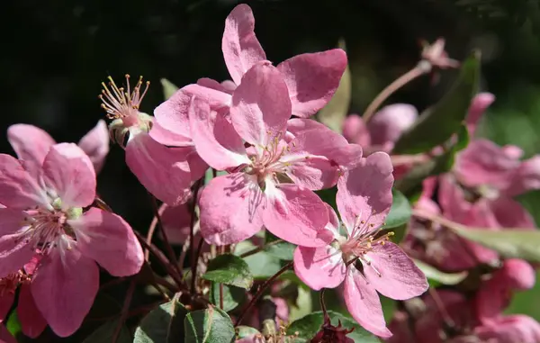 Drzewo Jabłoń Różowe Kwiaty Wiosnę — Zdjęcie stockowe