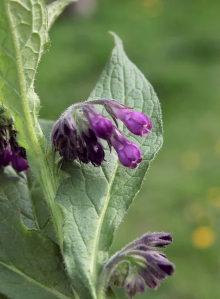 Lila Fleurs Consoude Herbe Gros Plan — Photo