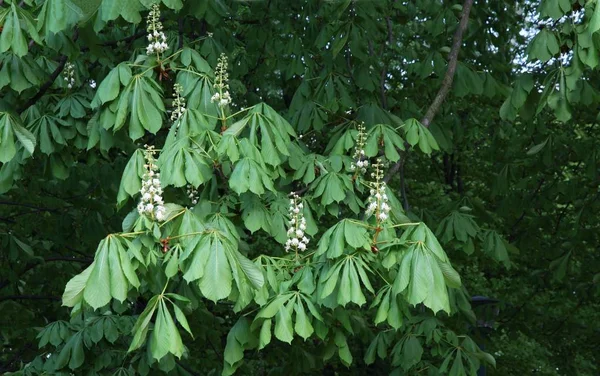 White Flowers Chestnut Tree — Stock Photo, Image