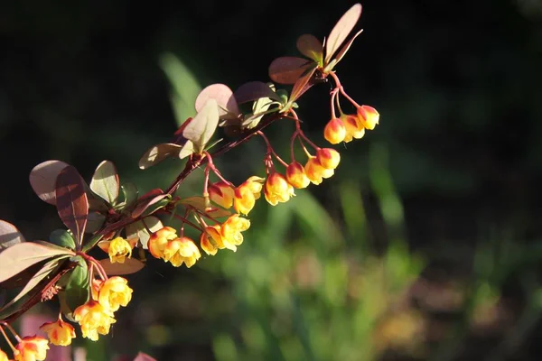 Gula Små Blommor Berberis Coreana Buske Nära Håll — Stockfoto