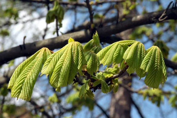 Châtaignier Aux Feuilles Vertes Fraîches Cultivées — Photo