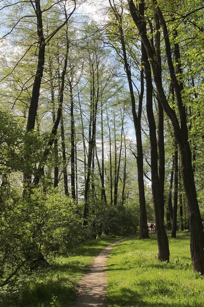ilkbaharda ağaçlar ve bitkilerin pitoresk manzara