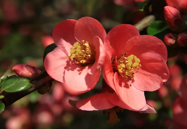 Czerwone Kwiaty Krzewów Ozdobnych Chaenomeles Japoński — Zdjęcie stockowe