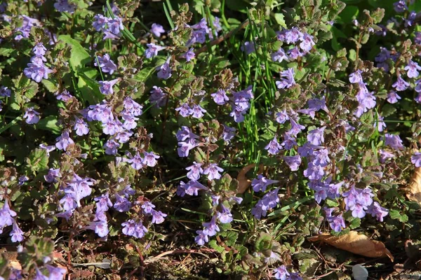 Fleurs Lilas Lierre Terre Plante Sauvage — Photo