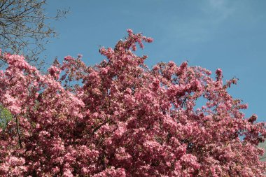 Crabapple ağaç bahar, pembe çiçekli