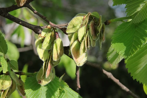 Hornbeam Ağacının Büyüyen Yeşil Tohumları Yakın — Stok fotoğraf