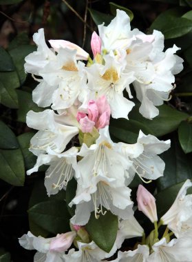 çiçek ve rodop çiçek tomurcukları yakın