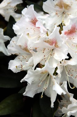 çiçek ve rodop çiçek tomurcukları yakın