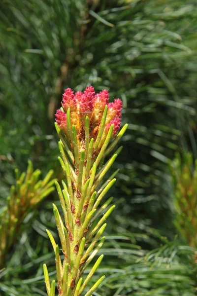 Albero Pino Con Germogli Sed Aghi Verdi — Foto Stock