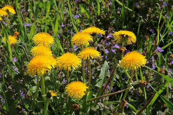 Maskrosor Ängen Våren — Stockfoto