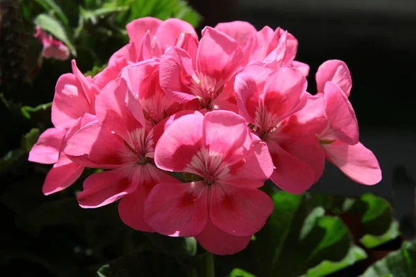 Szép Virágok Geránium Cserepes Növény — Stock Fotó