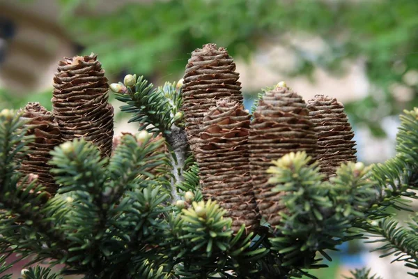 Kozalaklı Ağaç Tohumları Ile Koniler Yakın — Stok fotoğraf