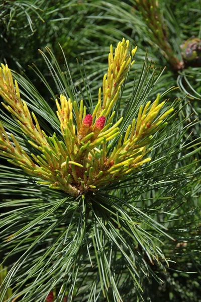 Pin Aux Bourgeons Fermés Aiguilles Vertes — Photo