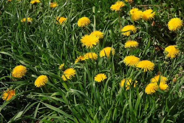 Paardebloemen Weide Voorjaar — Stockfoto