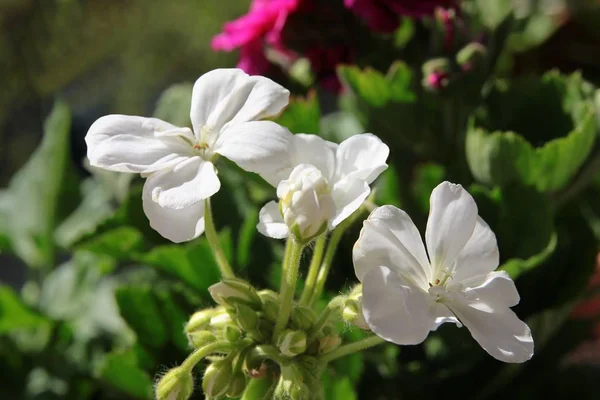 Flores Geranio Blanco Cerca —  Fotos de Stock