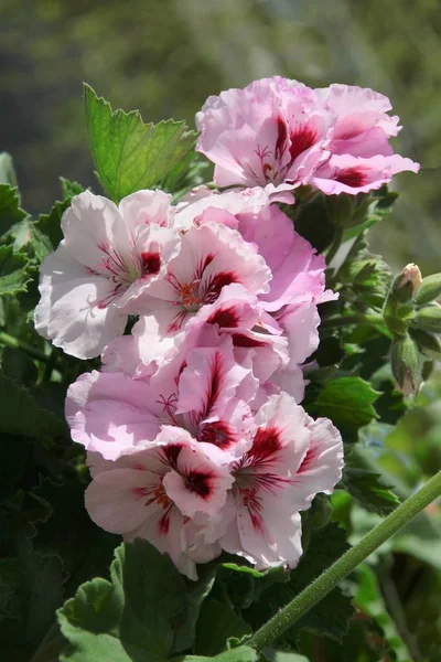 Flores Gerânio Branco Fechar — Fotografia de Stock