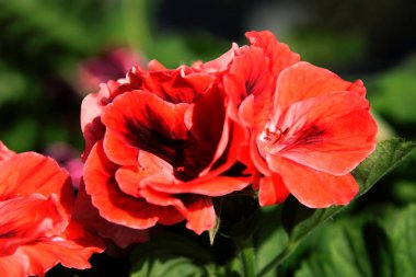 sardunya saksı bitkigüzel çiçekler