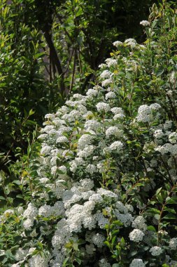Viburnum opulus Bush, bahar beyaz çiçekler