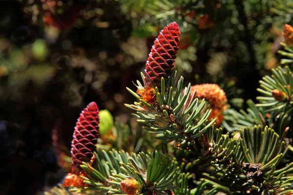 Pequenos Cones Roxos Abeto Árvore Perto — Fotografia de Stock