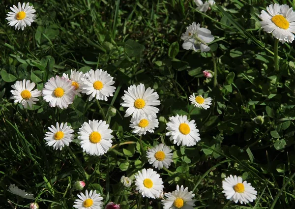 Hübsche Weiße Gänseblümchen Gras Auf Der Wiese — Stockfoto