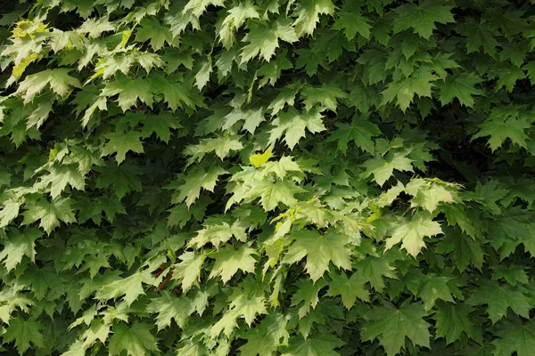 Akça ağaç yeşil yaprakları