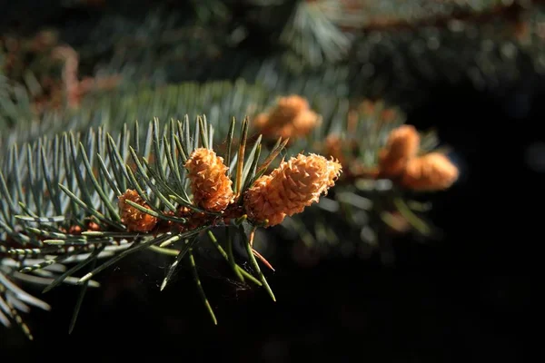 Botões Agulhas Crescimento Árvore Abeto Primavera — Fotografia de Stock