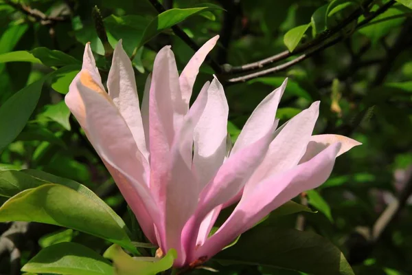 Růžové Květy Jaře Stromu Magnolia — Stock fotografie