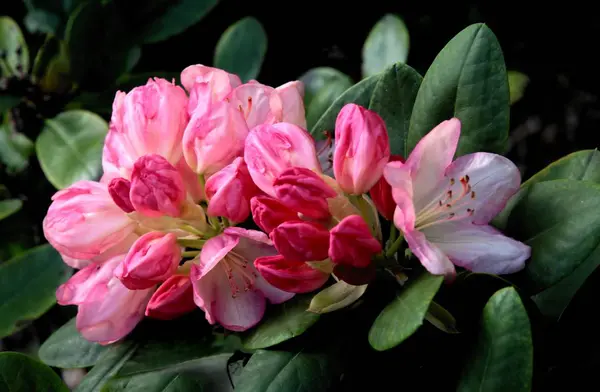 Fiori Boccioli Fiori Rododendro Vicino — Foto Stock