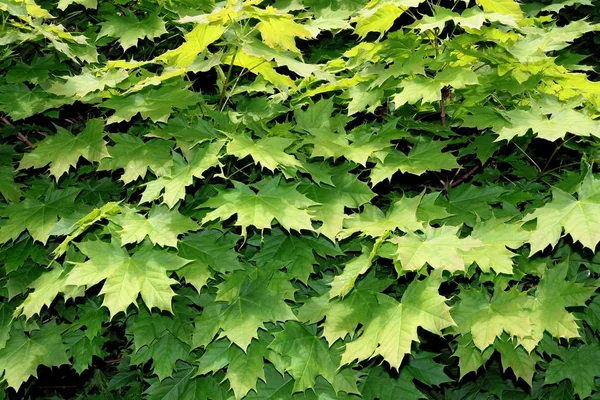 Hojas Verdes Arce — Foto de Stock