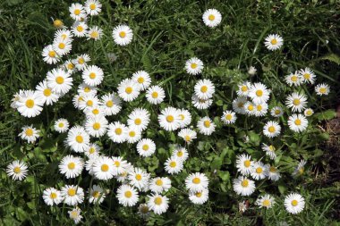 çayırda çim en güzel beyaz papatyalar