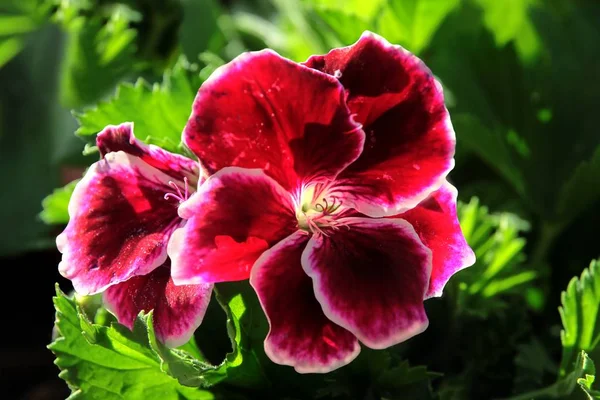 Weiße Geranienblüten Aus Nächster Nähe — Stockfoto