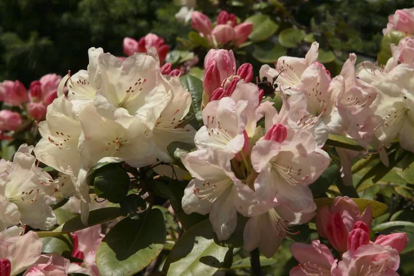 Bir Bahçede Rhododendron Çalı Kırmızı Çiçekler — Stok fotoğraf