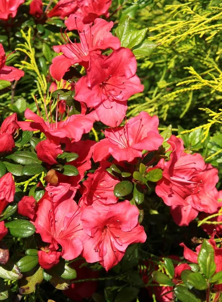 花园里的杜松子树丛红花 — 图库照片