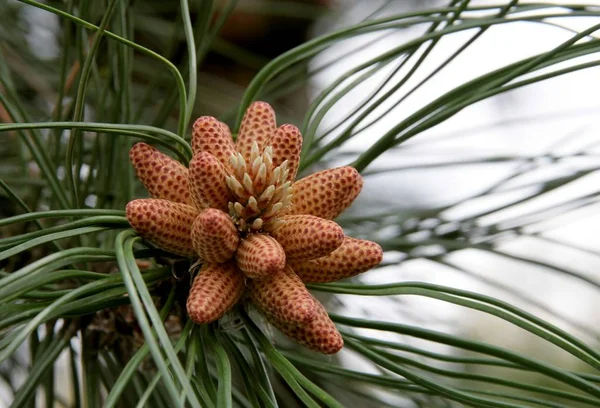 Botões Marrons Flores Pinheiro Primavera — Fotografia de Stock