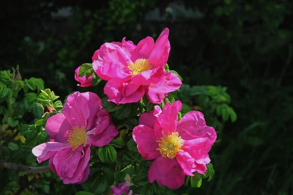 Lila Blume Von Rosa Canina Busch Aus Nächster Nähe — Stockfoto