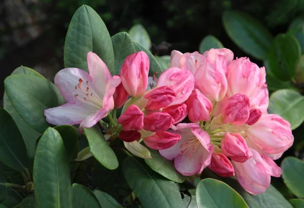 Różowe Kwiaty Pąki Krzewu Rododendron Wiosnę — Zdjęcie stockowe