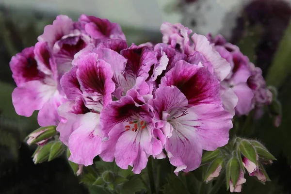 Roze Paarse Bloemen Van Geranium Potplant Close — Stockfoto