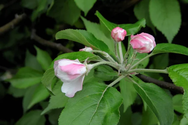 Rosa Blüten Und Knospen Des Apfelbaums Frühling — Stockfoto