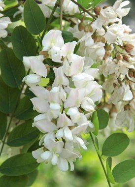 beyaz çiçek akasya ağacı kümeleri