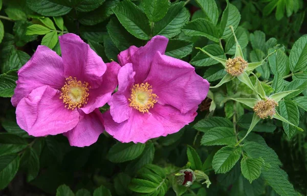 Fioletowe Kwiaty Krzewu Rosa Canina Wiosnę Lato — Zdjęcie stockowe