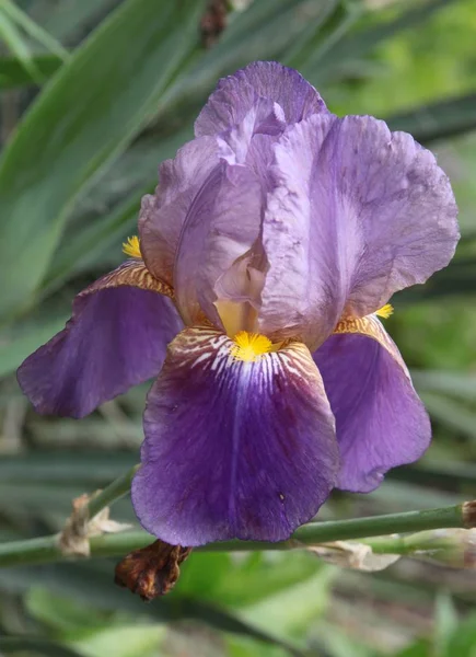 Lila Flowers Iris Plant Close — Stock Photo, Image