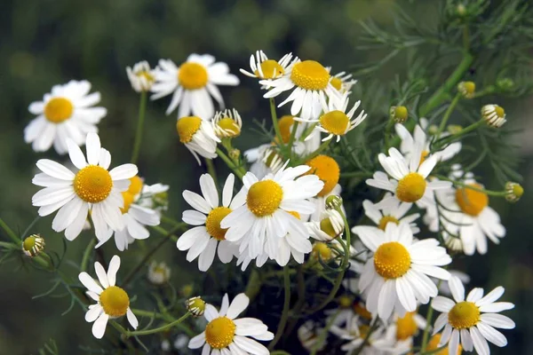 Beyaz Çiçekler Ile Papatya — Stok fotoğraf
