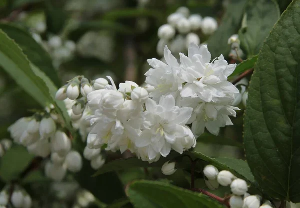 Schöne Weiße Blüten Von Deutzia Scabra Busch — Stockfoto