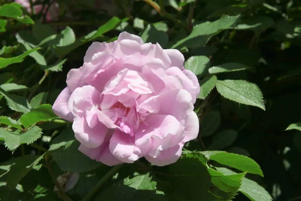 Hübsche Rosa Blume Von Rosenbusch Aus Nächster Nähe — Stockfoto