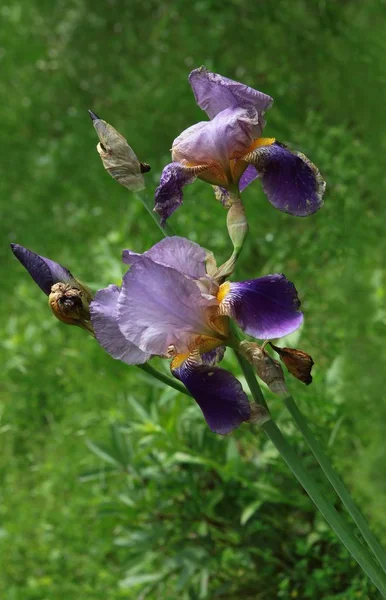 Lila Bloemen Van Iris Plant Close — Stockfoto